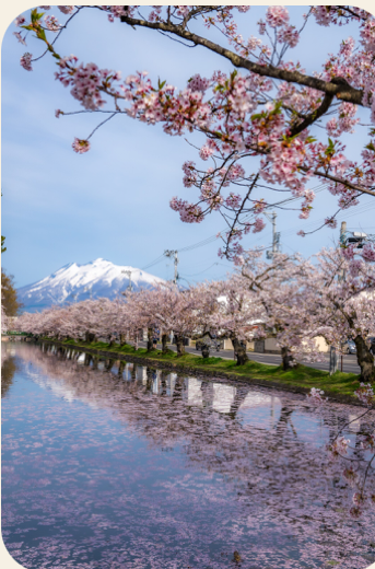 Sakura canal